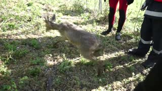 Deer Drunk On Berries Rescued From Motorway Water Pipe