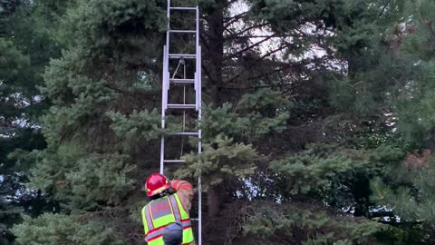 Scared Kitten Rescued by Hero Firefighters