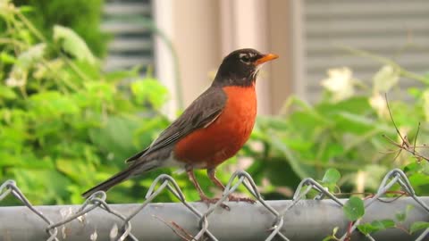 Robin bird