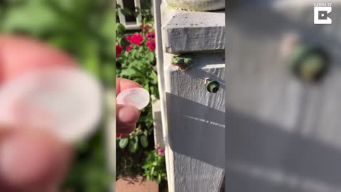 Frog Takes Bath In Bottle Cap