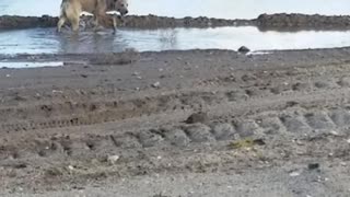 Adorable pup playing with a tumbleweed