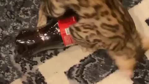 RARI loves coke