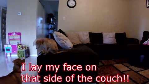 Strange Dog Behaviors While Alone!