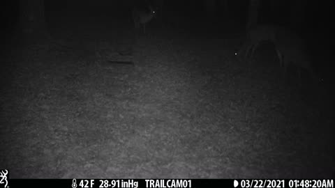 3 Deer (Does) 3-22-21