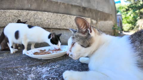 A cat on Cat Island is eating in the shade