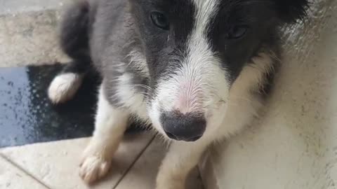 Border Collie Puppy All Wet