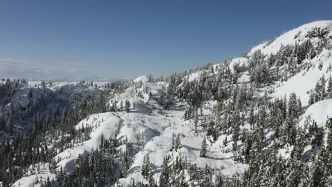 Relief in a snowy pine forest