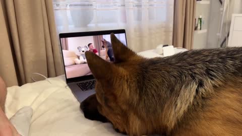 to himself oFunny German Shepherd Reactsn Youtube Video