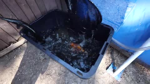 transferring fish to new pool pond