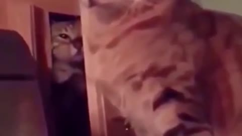 Funny cat 🐈 slapping another cat 🐈