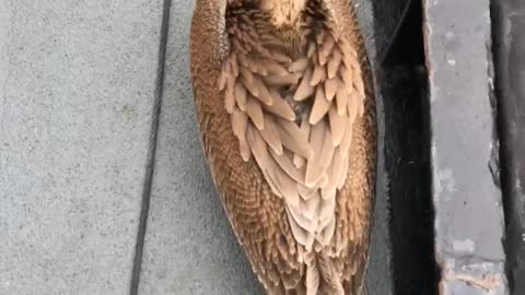 Pelican Makes for a Sleepy Shipmate