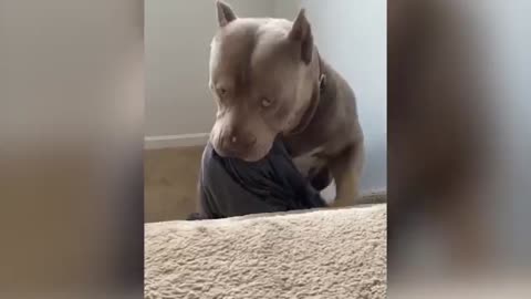 Funny And Cute Pitbull Compilation