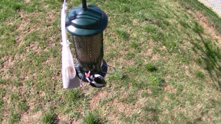 Downy Woodpecker March 21, 2021