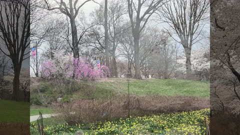 #BranchBrookPark in #Spring #CherryBlossoms