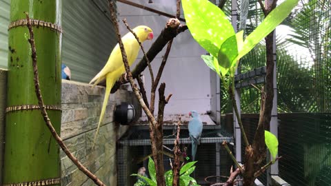 love colored birds in the cage as pets