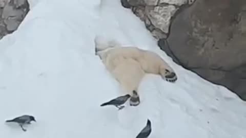 Crows disturb sleeping polar bear at Moscow zoo - Buy Sell or Up