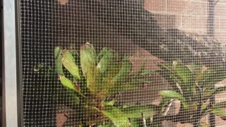 DIY Misting System For Outdoor Vivarium