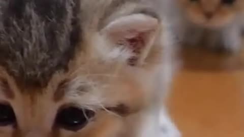 Cats Funny Cats #shorts #funny #reels #funnyvideo #cat 💕