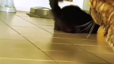 Funny cats