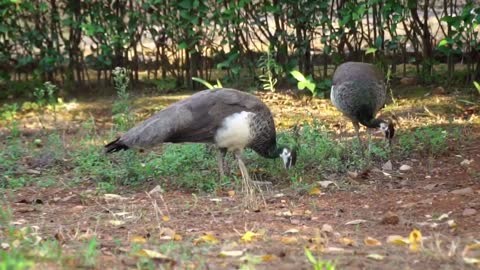 Beautiful peacocks picking food in the forest