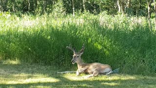 Deer chilling