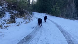 Midnight Retrievers