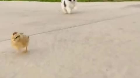 Puppy vs chick running race