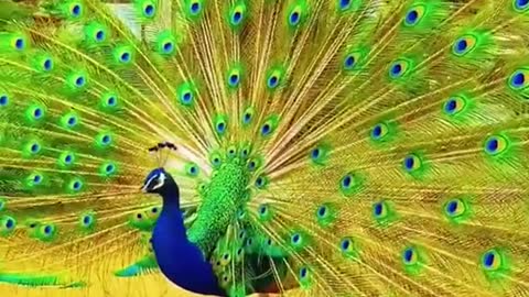 Peacock, the king of birds, is an auspicious bird