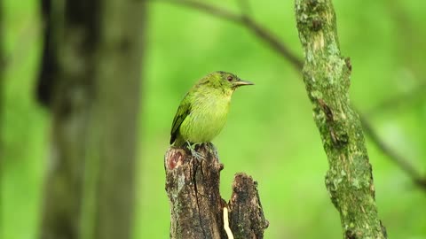 nature bird green