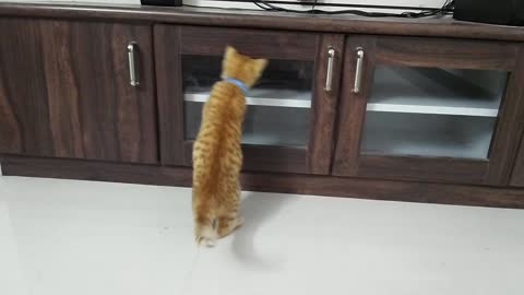 Cat Shocked When He See His Face First Time In Mirror