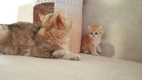 Mom Cat playing and talking to her Cute Meowing baby Kittens