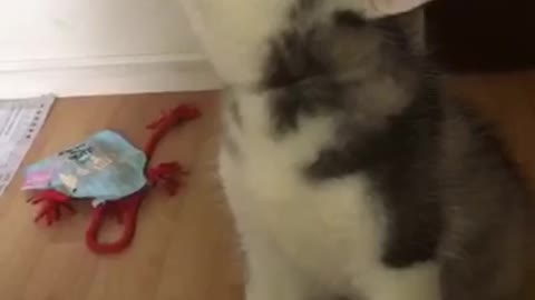 Husky puppy howling singing his favorite song