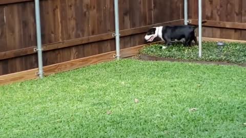 Dog guarding the wood fence