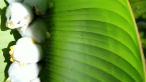 Cute and adorable Honduran white bats