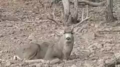 A young west Texas mule deer with some attitude.