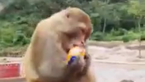 Best of funny animal videos - Funniest animals vines