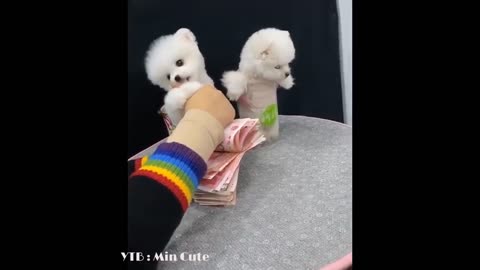 Funny and Cute Pomeranian Videos 😍 #4