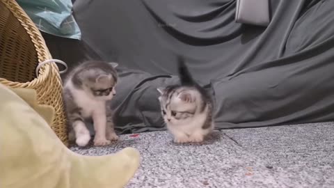 Baby Cats - Cute and