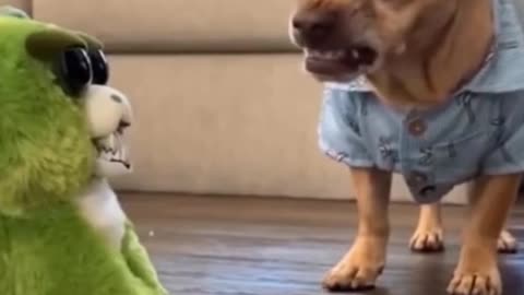 Animals / dog & cat funny / #Short Video | Animal Lover