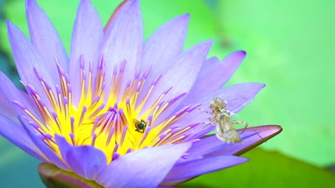 A. Bee eating hony