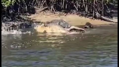 Two alligators tussle in South Florida mangroves