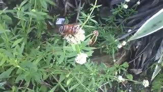 Abelha coletando pólen da flor vassourinha de botão [Nature & Animals]