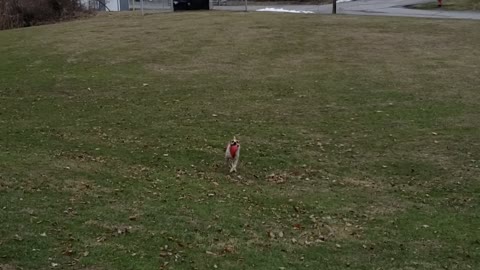 Hailey the Cattle dog playing catch 3