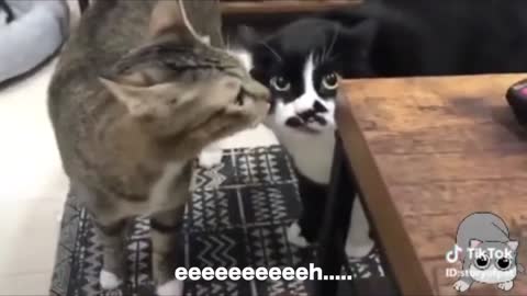 Cats talking like humans