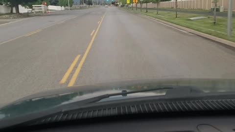 Random Pig Wanders down Street