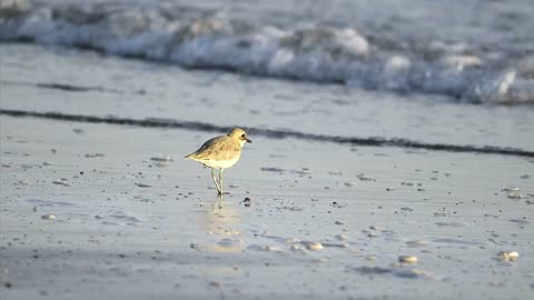 Bird eating in the beach - With very beautiful music