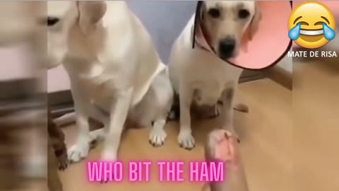 Funny Animals Who bit the Ham