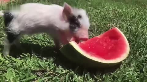 A lovely pig is eating watermelon