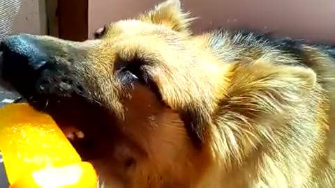 German Shepherd dog enjoying ice cream candy in summer