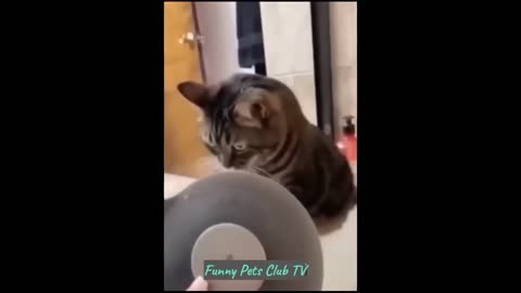 Funny Animal Videos 🤣 Funniest Cats and Dogs Videos 2024 😹🐶